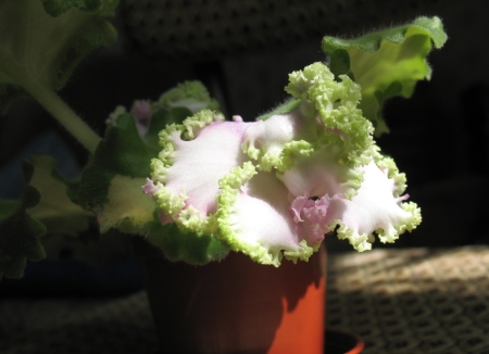 Jubilee Red Sport.JPG