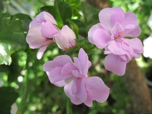 Пеларгония ампельная