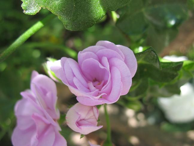 Пеларгония ампельная