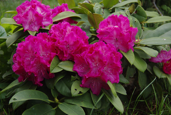 Rhododendron2.jpg