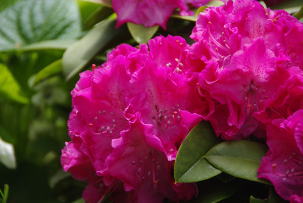 Rhododendron3.jpg