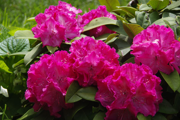 Rhododendron4.jpg