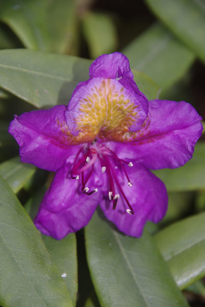 Rhododendron1.jpg
