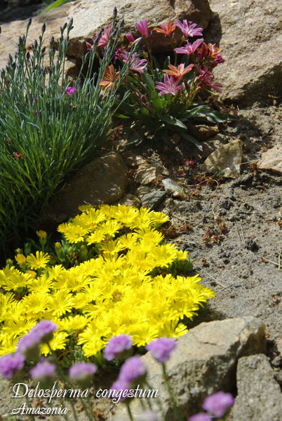 Delosperma-congestum2.jpg