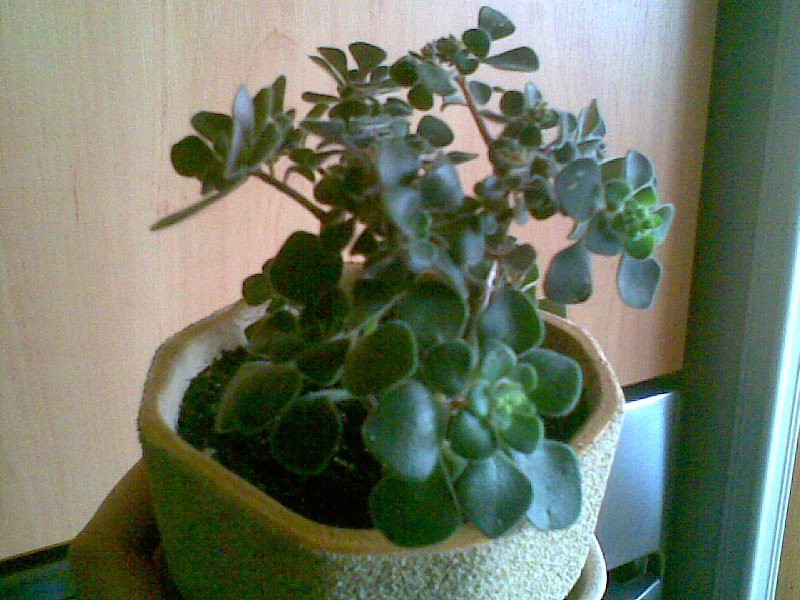 с телефона 005.jpg