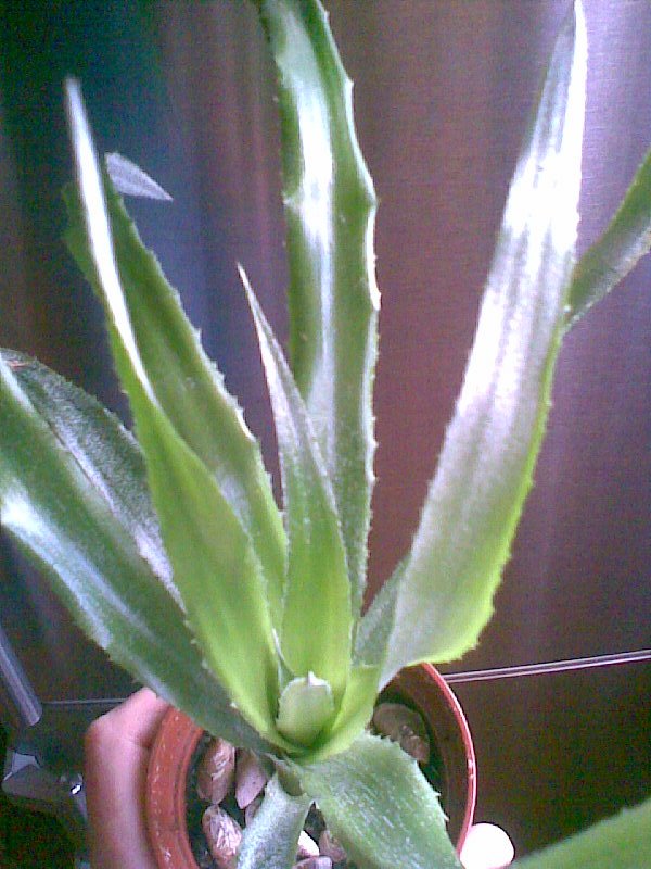 с телефона 008.jpg