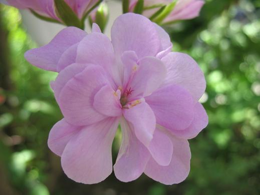 ампельная Пеларгония