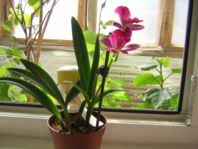 Где то с 10 до 12 утра был запах