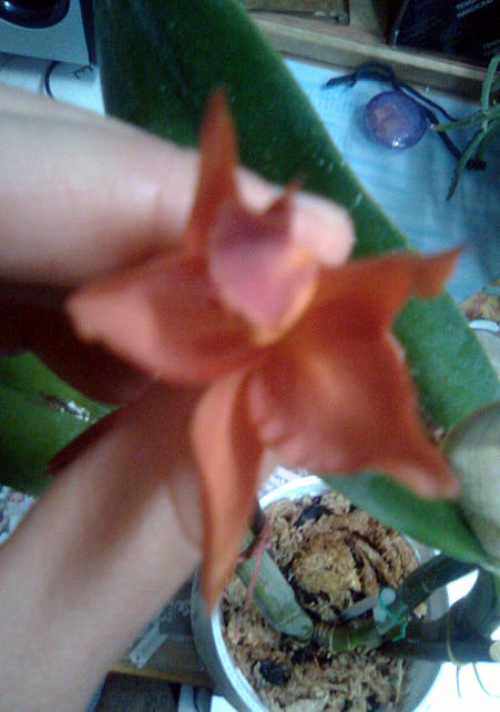 Вот такакая большая Blc.Shinfomg-Beauty с такими цветуечками