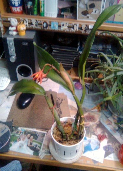 Цветков на ветке штуки 4 было.