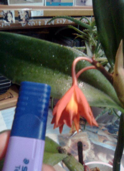 Это размер цветка в сравнении с колпачком маркера