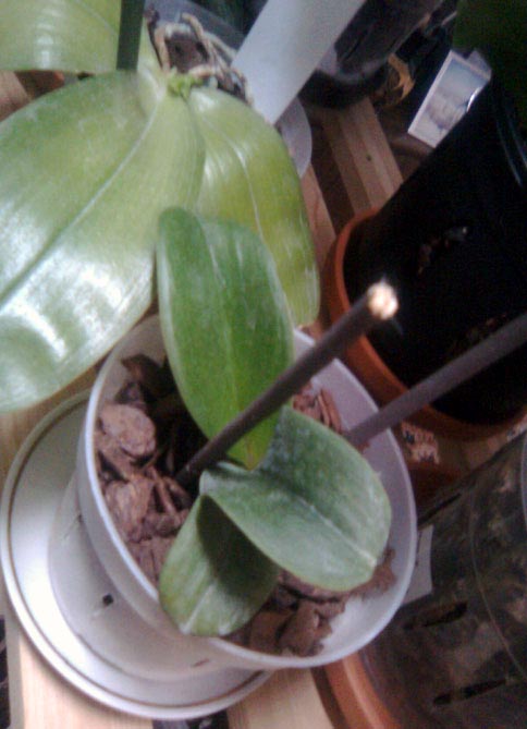 Асконопсис Jiaho-Orange