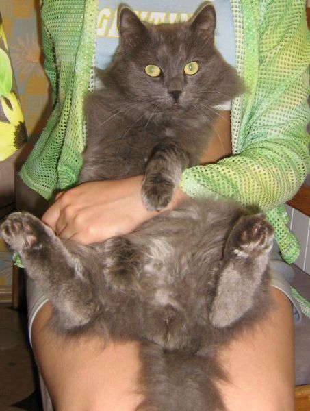 Вообще-то он голубоватого цвета, но как-то от возраста (7 лет) или от постоянных шатаний по подворотням голубизна тускнеет. И вообще, он за эту весну/лето похудел и потерял пушистость. Видно, слишком много сил потрачено на &amp;quot;баб&amp;quot;