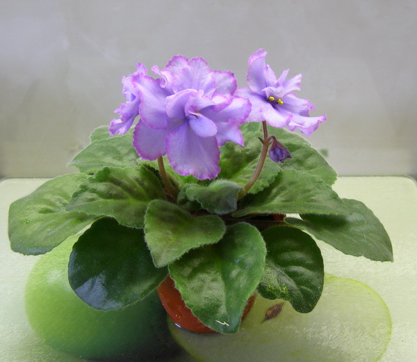 ЕК-Голубоглазая Россия