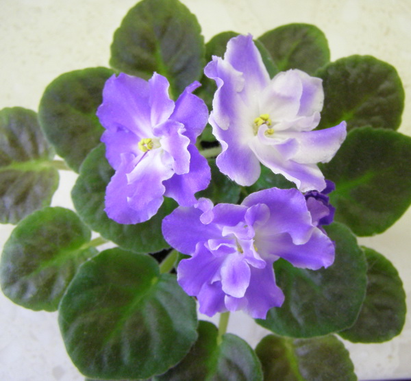 ЛЕ-Давай Поговорим