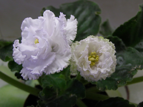 ЕК-Сахарная Роза