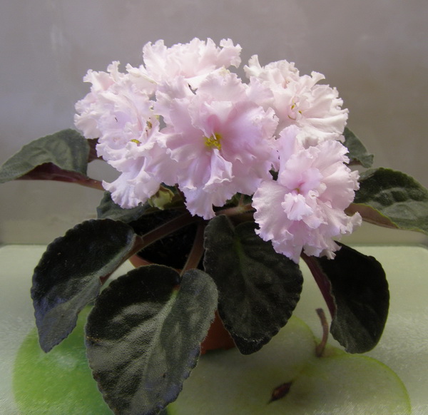 Сережа (Макуни)