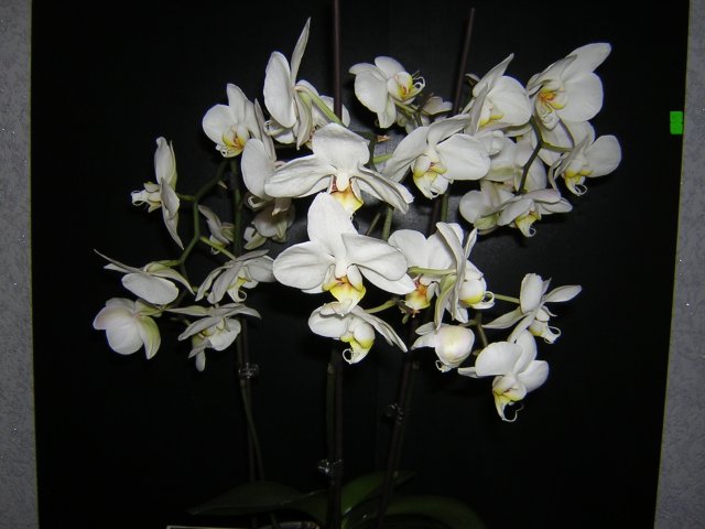 Достался в наследство: 3 цветоноса и осталось 35 цветов усатеньких