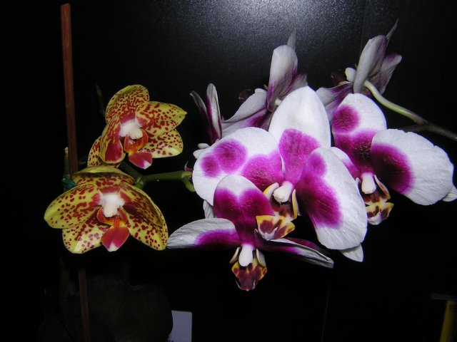 Домашнее цветение