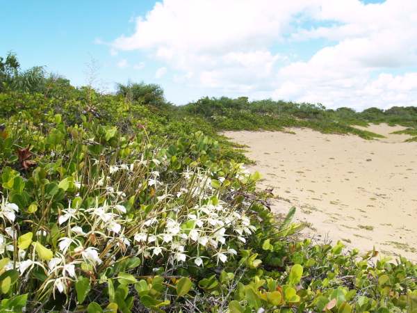Habitat-C-guttata and B-tuberculata-001.jpg