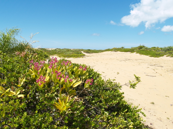 Habitat-C-guttata and B-tuberculata-002.jpg
