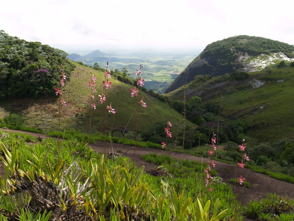 Habitat-Enc spiritusanctensis-039.jpg