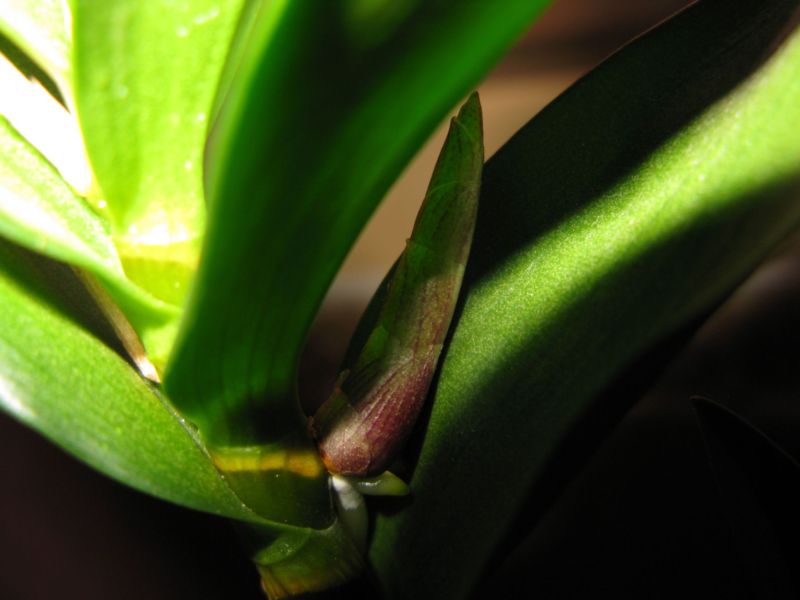 бывший цветочек