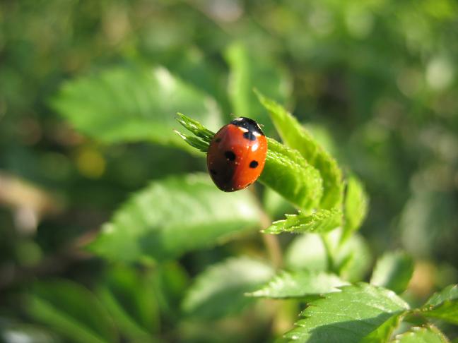 коровка IMG_4393.JPG