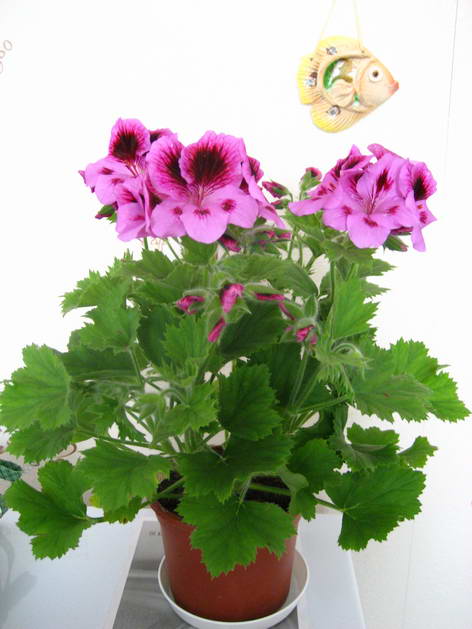 это королевская пеларгония