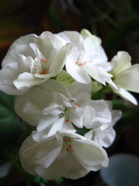 это зональная