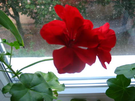 ампельная (если это правильное название)