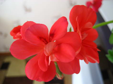 это ее же цветочек увеличенный