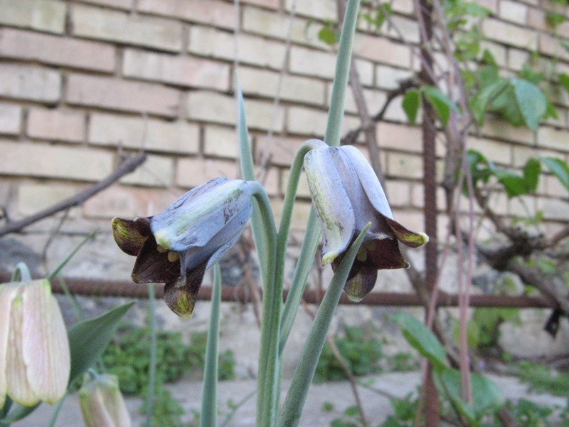 fritillaria elvesii.JPG