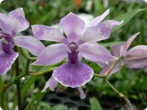 zygopetalum x acacallis cyanea(holm).jpg
