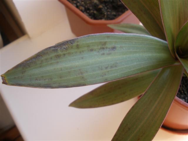 P5270761 (Small).JPG