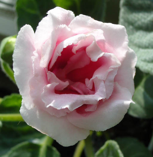 роз с каймой.jpg