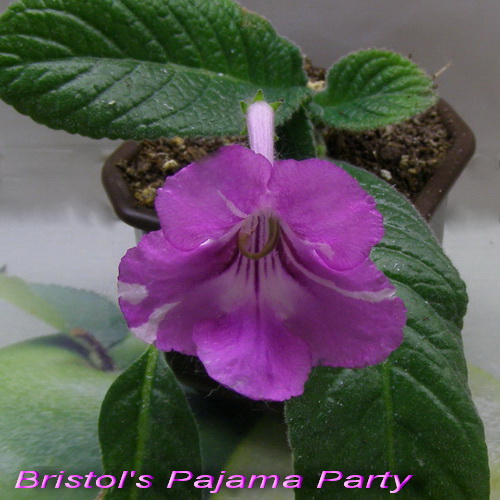 Bristol's Pajama Party_k.jpg