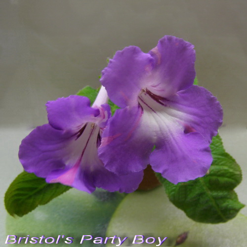 Bristol's Party Boy_k.jpg