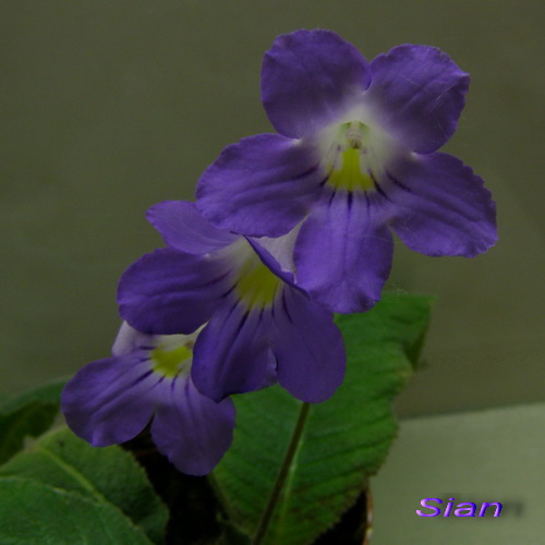 Sian_k.jpg