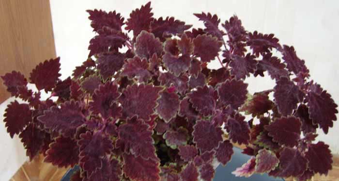 К какому виду растений относится?