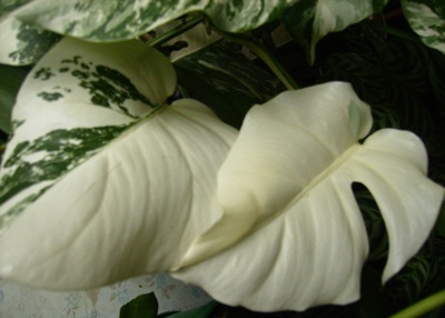 Вот такие альбиносики)))