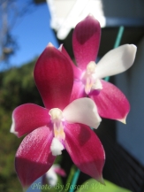 041227-IMG_0626-P.tetraspis -Tina--s.JPG