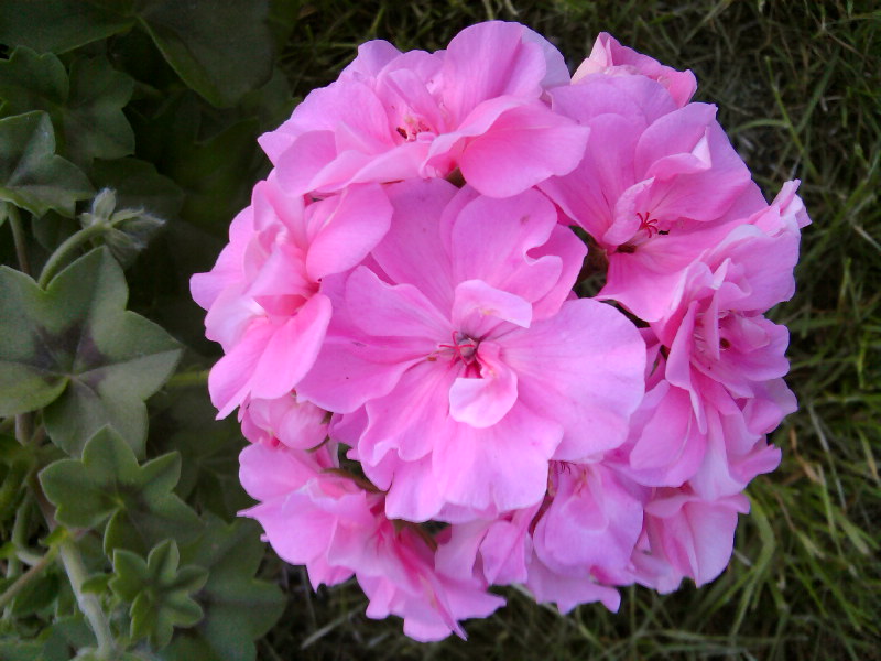 неизвестный сорт