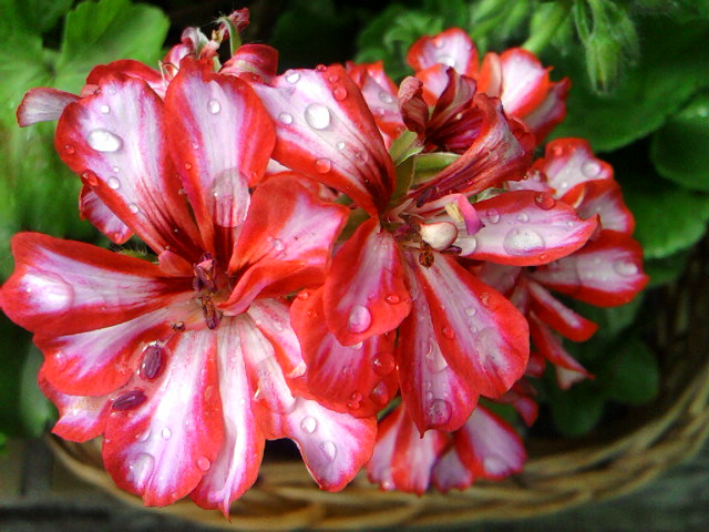 неизвестный сорт