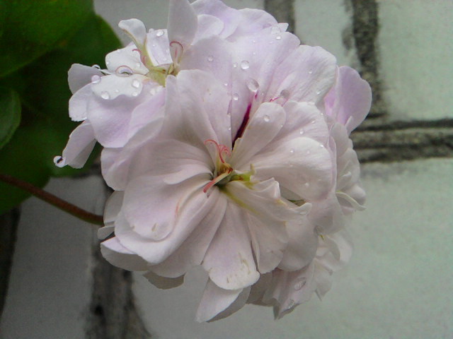 неизвестный сорт