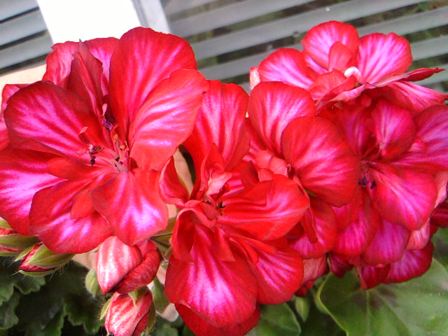 неизвестный сорт