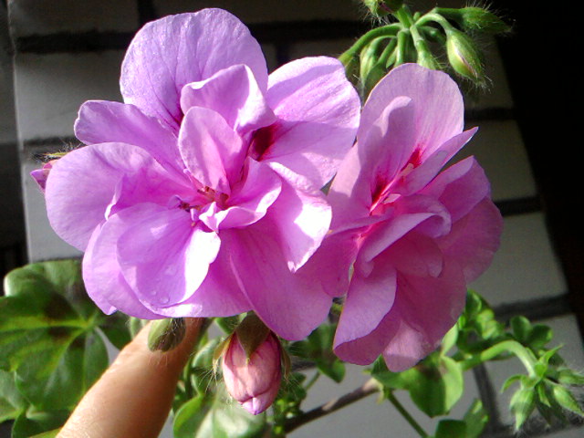 неизвестный сорт