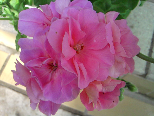 неизвестный сорт