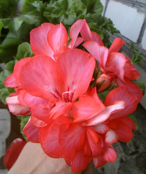 неизвестный сорт