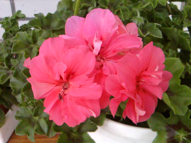 неизвестный сорт